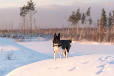 Dog standing on snow covered land