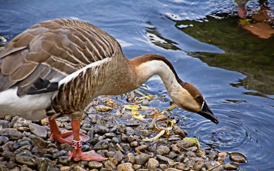 Side view of a bird drinking water