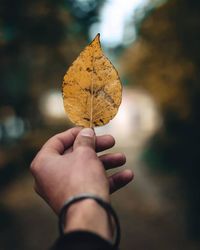 Close-up of hand holding maple leaf