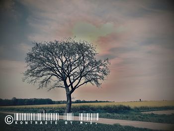 Bare tree against sky