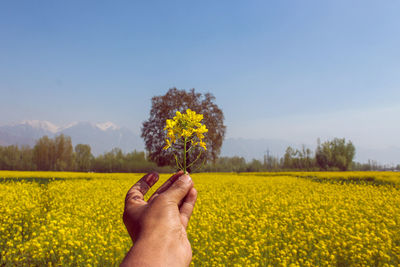 Cropped image of person hand holding yellow flowers on field