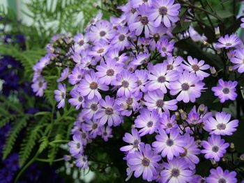 Close-up of purple flowering plants