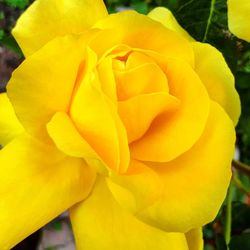 Macro shot of yellow flower blooming outdoors