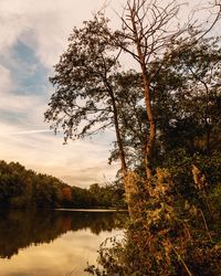 Reflection of trees in calm lake