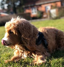 Brown dog on field