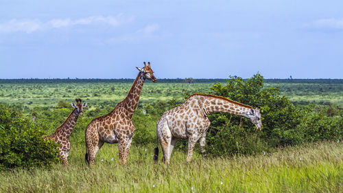 View of giraffe on field against sky