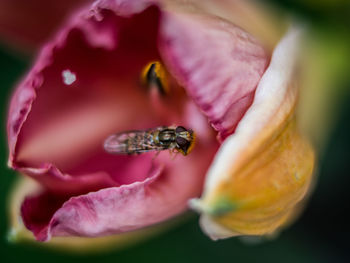 Close-up of bee on flower