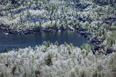 Plants growing in water