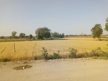 Scenic view of field against clear sky