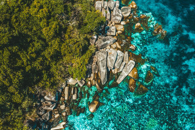 View of coral in sea