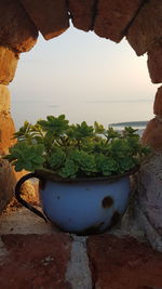 Potted plant by sea against sky