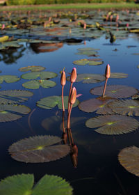 Lotus water lily in lake