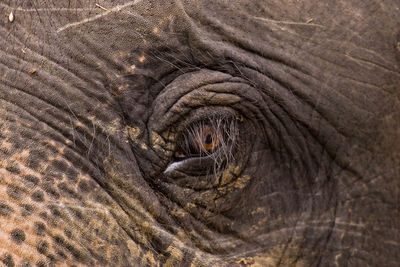 Full frame shot of elephant