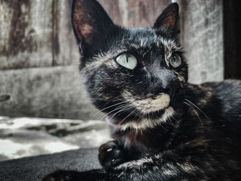 Close-up of black cat