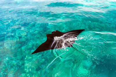 Aerial view of a black stingray swimming in a clear blue sea 