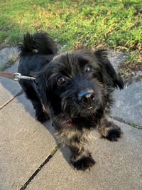 Portrait of black dog on footpath