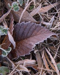 Close-up of dry autumn leaves