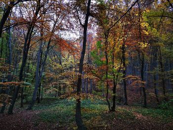 Trees in forest during autumn