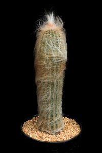 Close-up of ice over black background