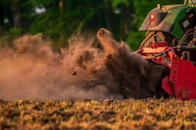 View of stuffed toy on field