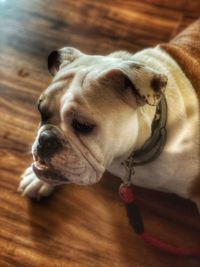 Close-up of dog looking away