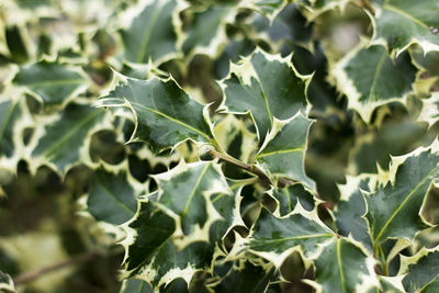 Full frame shot of fresh green leaves