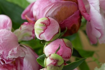 Close-up of pink rose flower