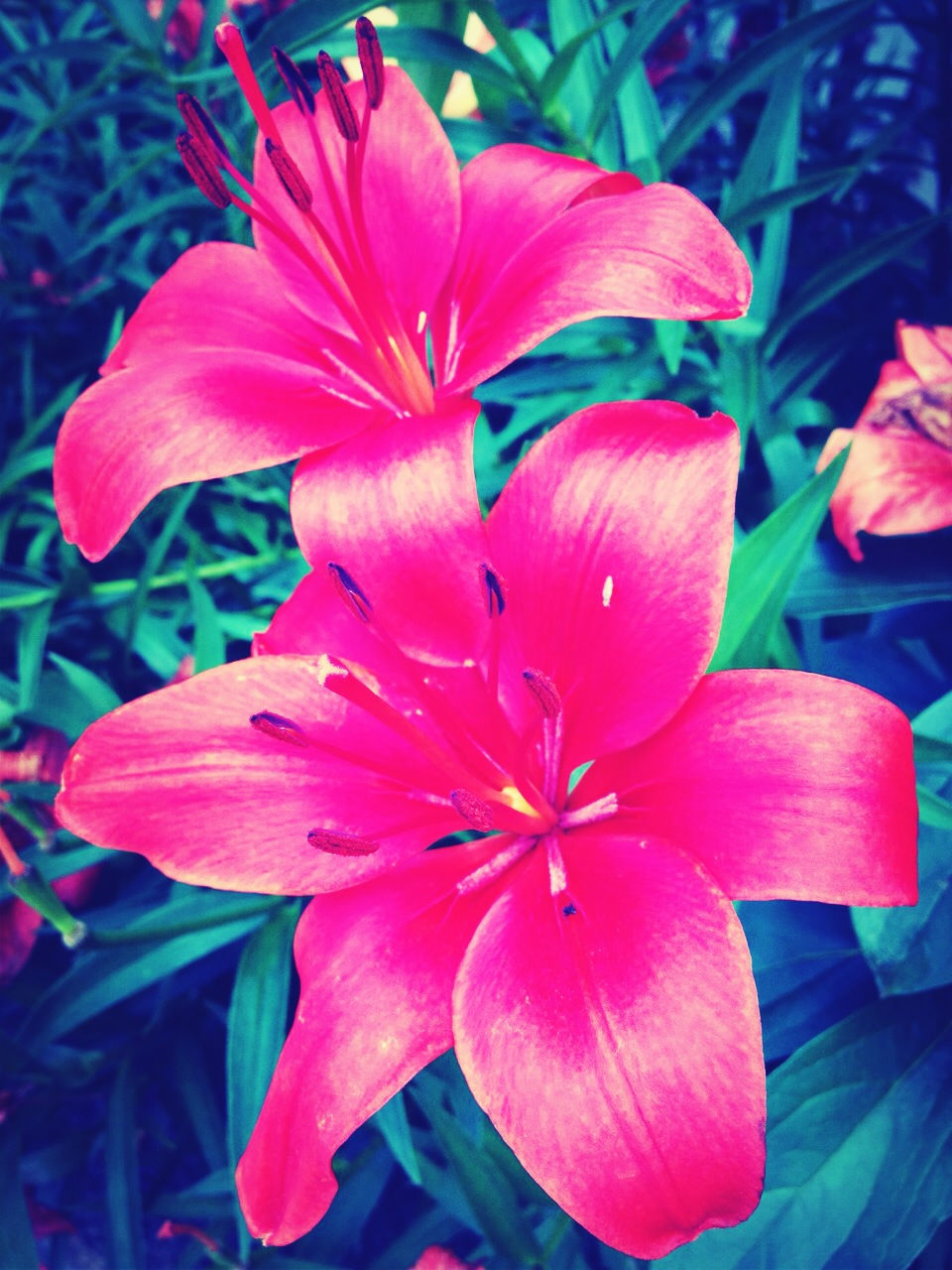 flower, petal, freshness, flower head, fragility, growth, beauty in nature, blooming, close-up, red, nature, plant, stamen, pollen, pink color, focus on foreground, in bloom, park - man made space, day, high angle view