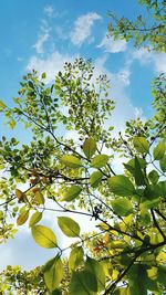 Low angle view of flower tree against sky