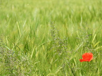 Red poppy flowers growing on field