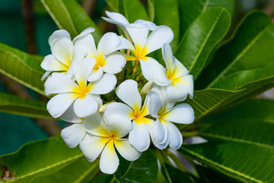 Close-up of white flowering plant