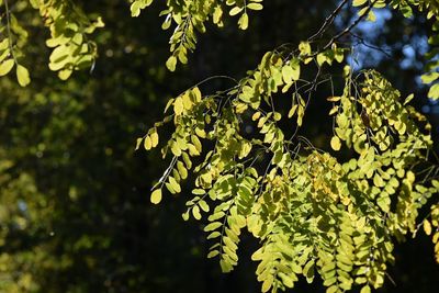 Close-up of leaves on branch of tree