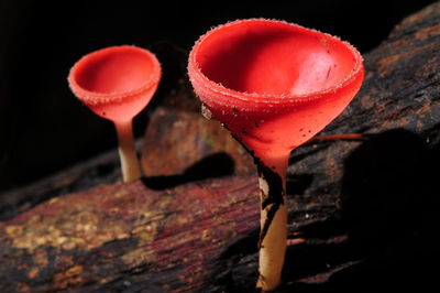 Close-up of red mushroom growing on wood