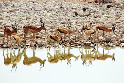 Flock of sheep in water