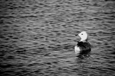 Bird swimming in lake