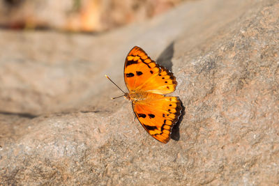 Butterfly on rock