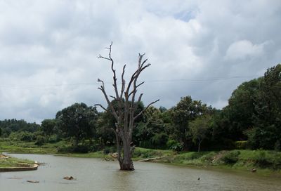 Trees by river against sky