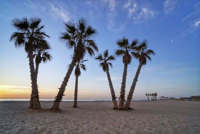 Palm trees on beach against sky