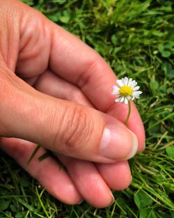 Close-up of hand holding flower on field