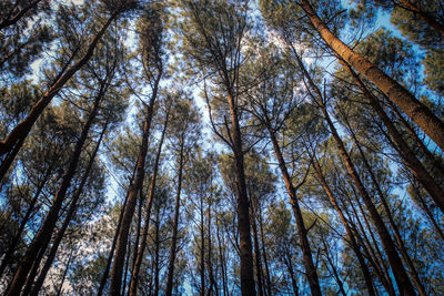 Low angle view of trees in forest