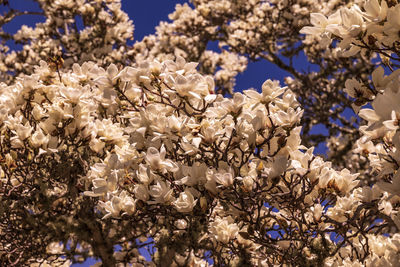 Low angle view of white flowering tree