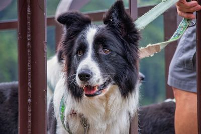 Close-up of dog looking away