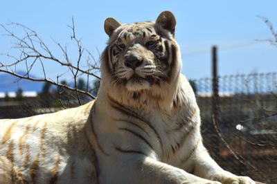 Close-up of white tiger in zoo against sky