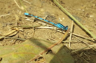 Close-up of damselfly on blue background