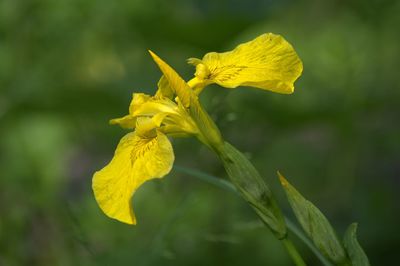 Close-up of yellow flowers