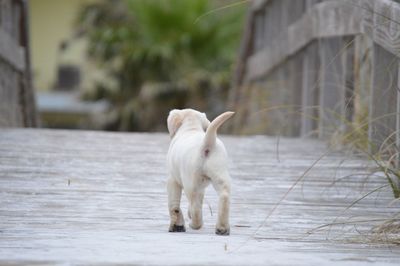 Dog on floor