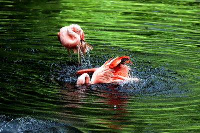 Ducks swimming in lake