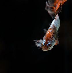 Close-up of fish swimming in sea