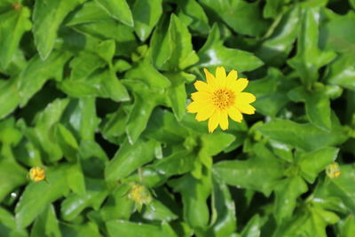 Close-up of yellow flowering plant