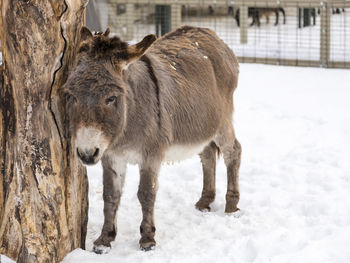 Cute gray and dun colored donkey rubbing its head against a tree trunk in a snow-covered pen